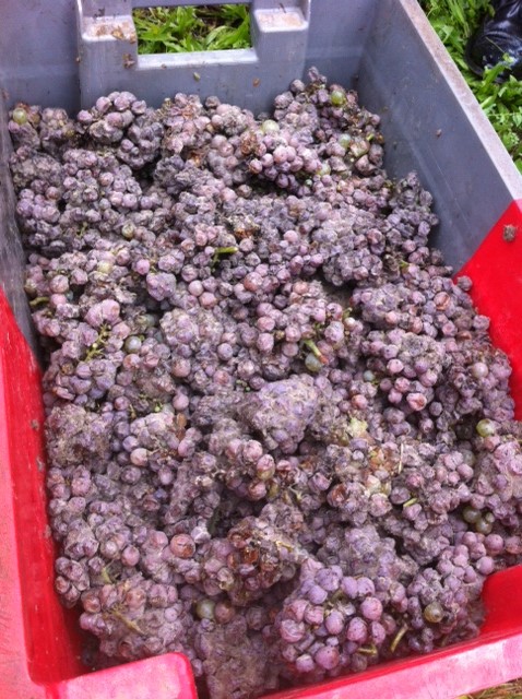 Beautiful Botrytis by the Bunch for Bordeaux’s Sweet wine producers in 2013