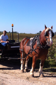 Turbo and his driver at Pontet Canet harvest 2013