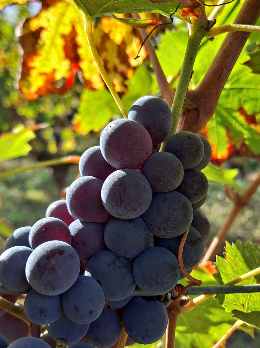 Harvest Recap Bordeaux 2020